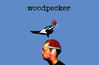 woodpecker